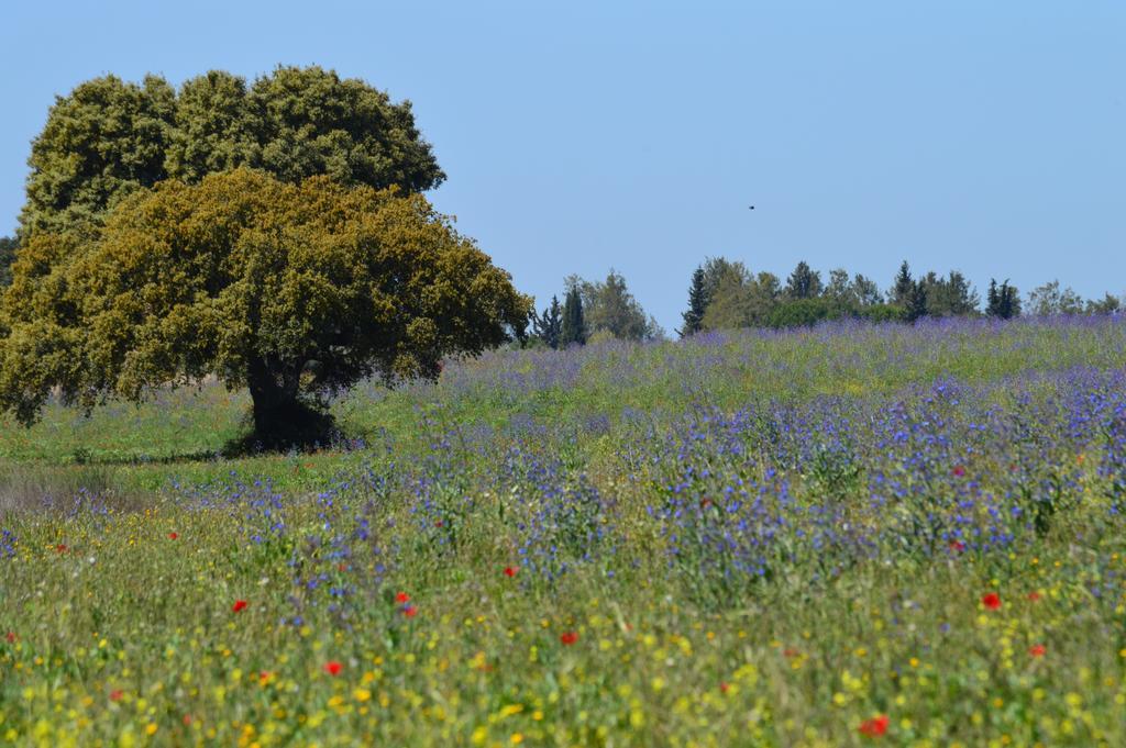 Monte Chalaca - Turismo Rural Ferreira Do Alentejo Exteriör bild